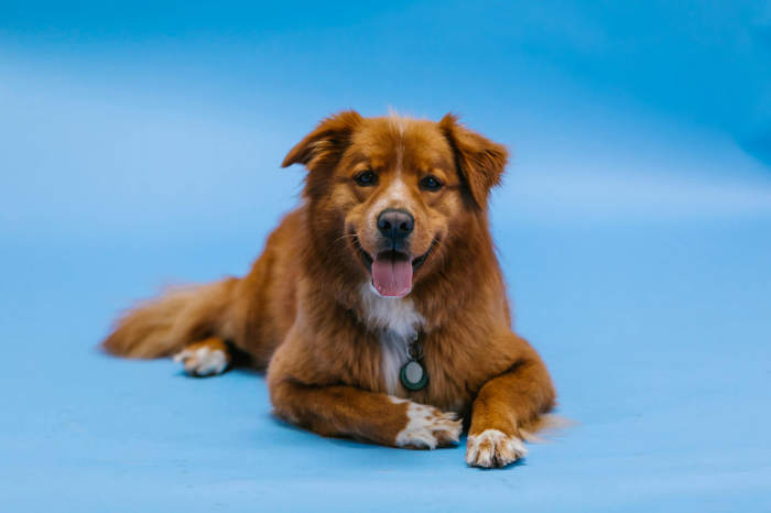 Genetics of canine cancer: a guide for the veterinary oncologist