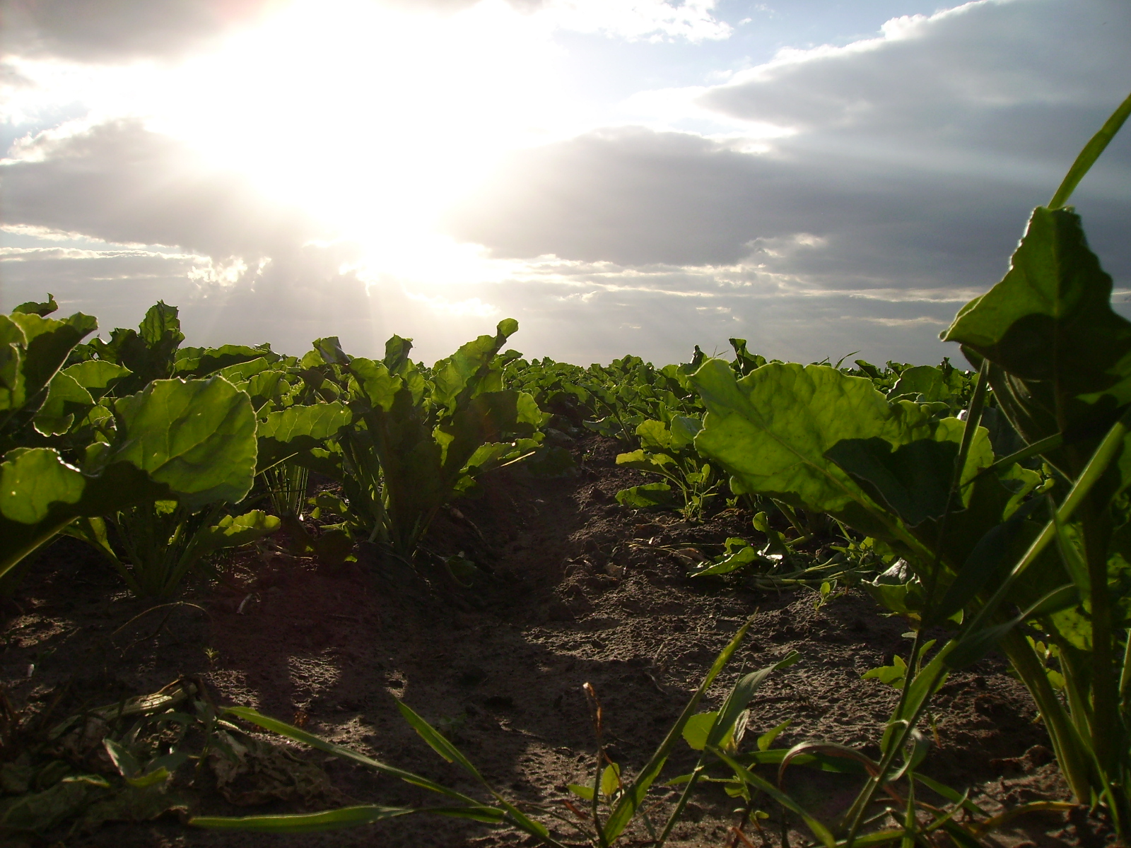 Sugar beet long-read reference assembly of genotype KWS2320